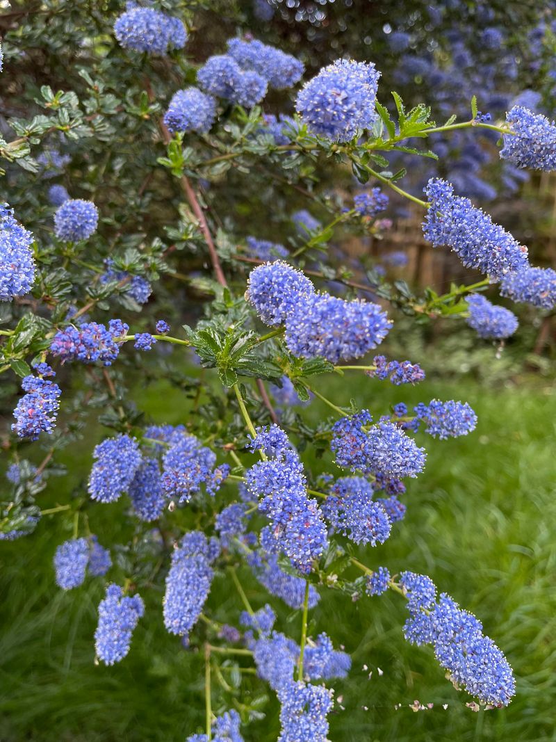 California Lilac Bursting With Spring Color