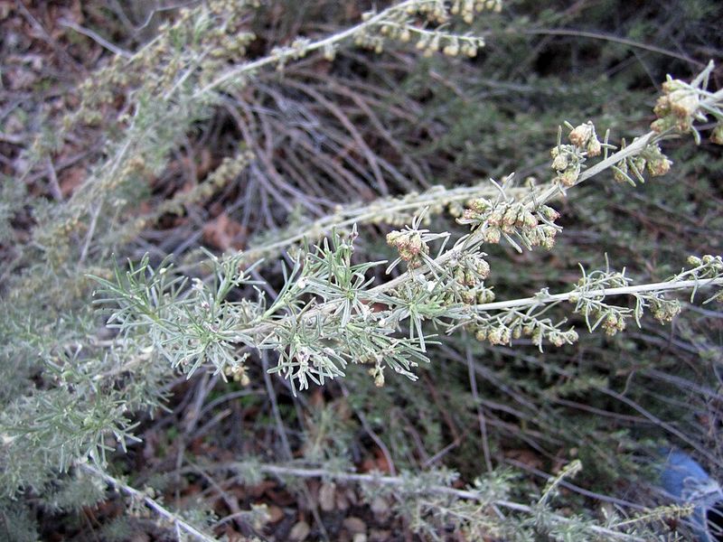 California Sagebrush Adds Soft Silvery Texture