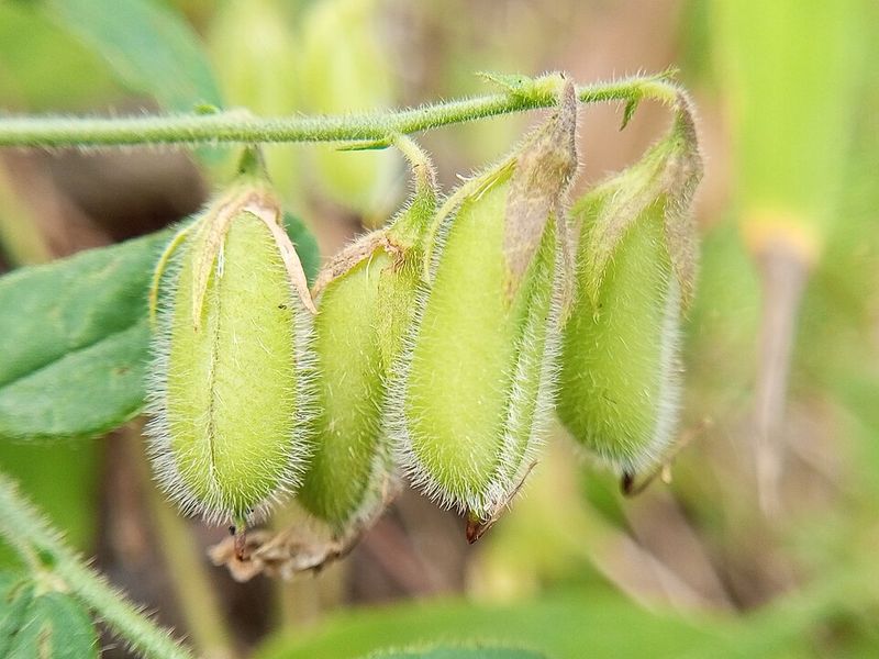Crotalaria Spreads Fast In Sunny Areas