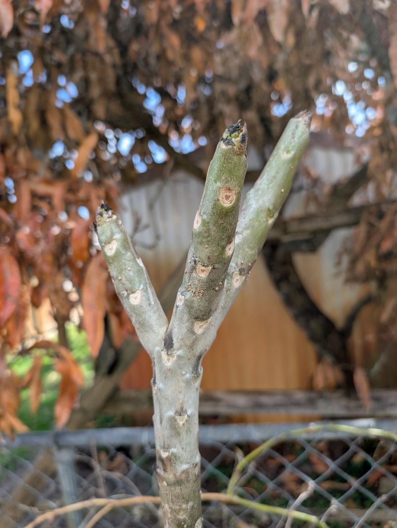 Overpruning Can Cost You Future Flowers