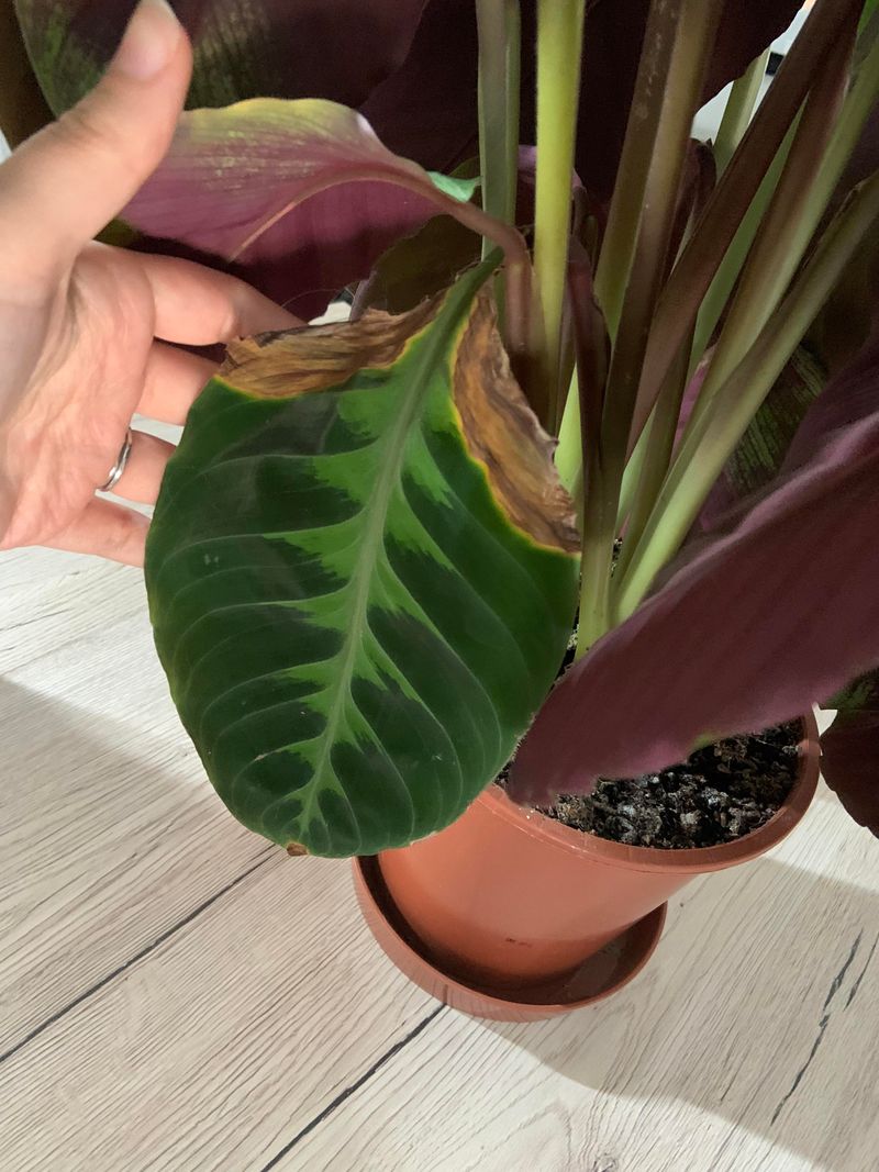 Overfeeding Leads To Weak And Stressed Growth