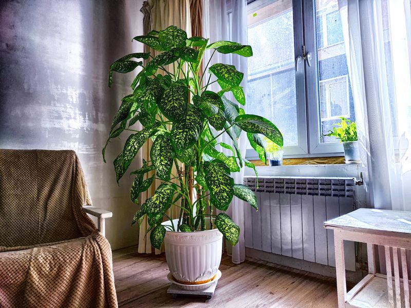 Low Humidity During Winter