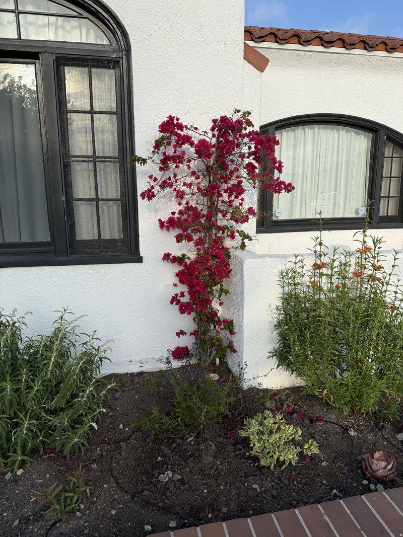 Lack Of Dry Periods Can Reduce Bloom Cycles