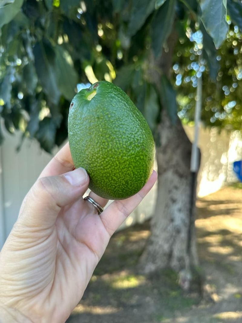 Why Cold Tolerance Is A Game-Changer For Florida Avocado Growers