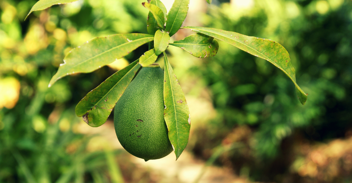 Cold-Hardy Avocados Could Reshape Florida’s Fruit Industry