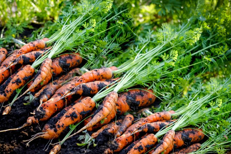 Carrots (Daucus Carota Subsp. Sativus)