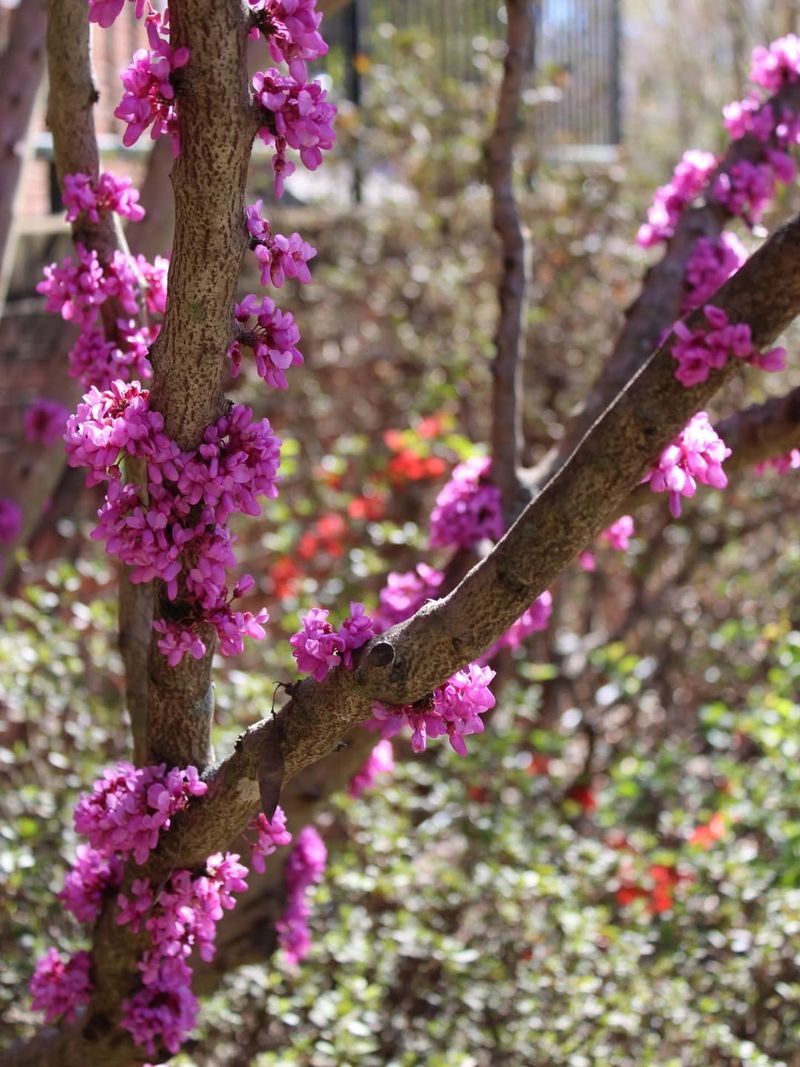 Frost Damage May Reduce The Intensity Of Spring Color