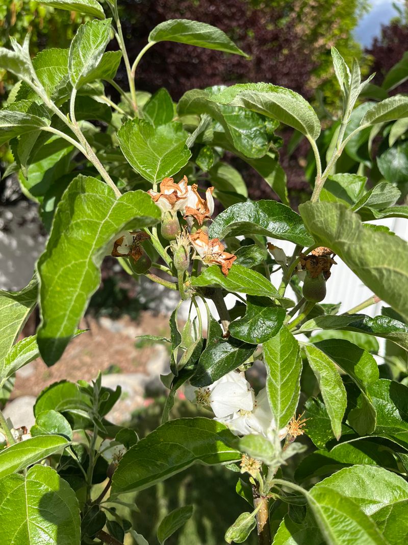 Bloom Stage Timing Affects Frost Risk In Michigan