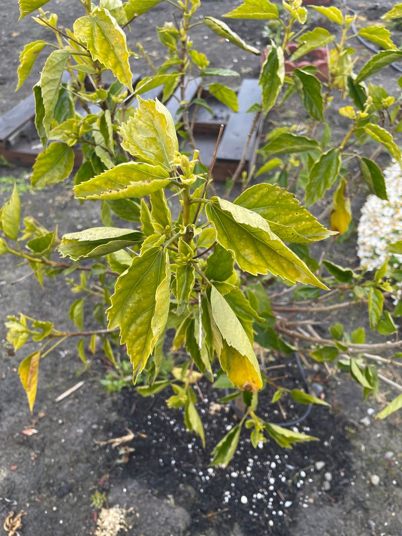 Overfeeding Can Create More Problems Than Flowers