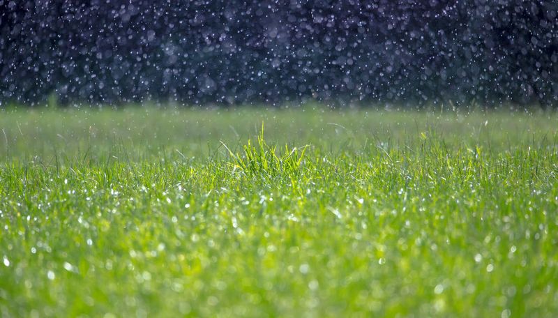 Spring Rains Can Wash Away What Your Lawn Never Used