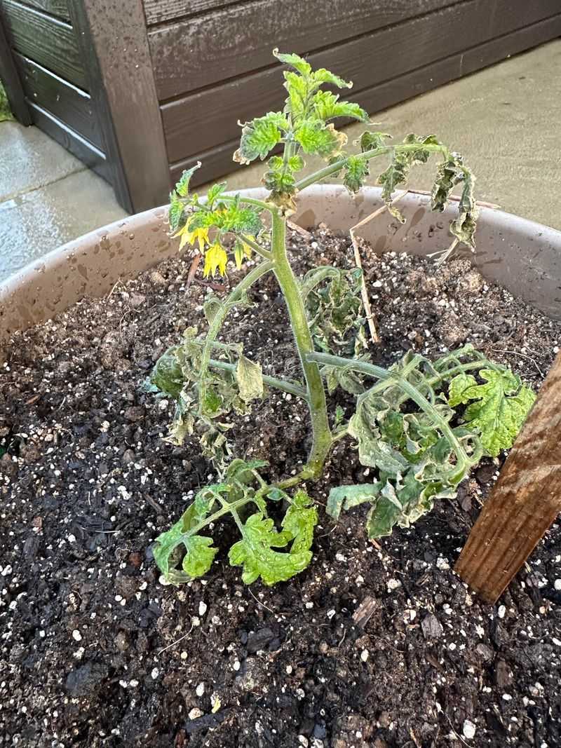 Strong Spring Sun Can Scorch Tender Leaves
