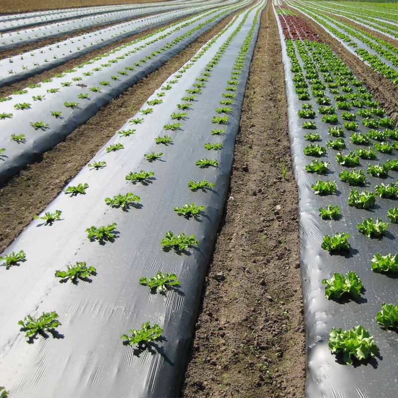 Simple Methods Can Help Warm Soil Faster In Georgia Gardens