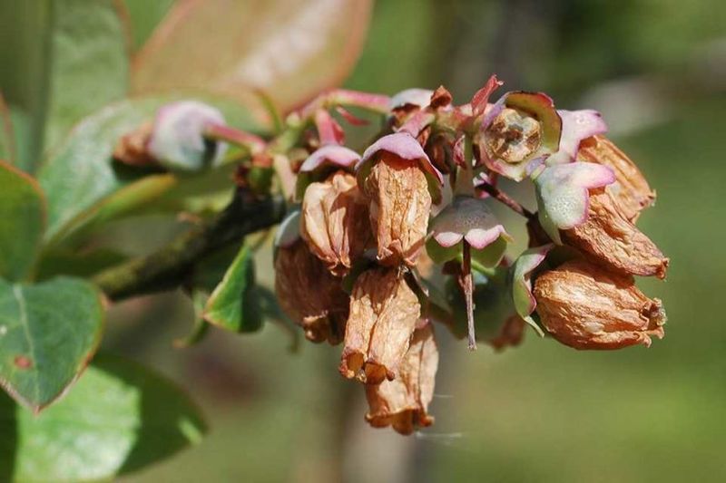 Frost Injury Often Causes Blossoms To Turn Brown