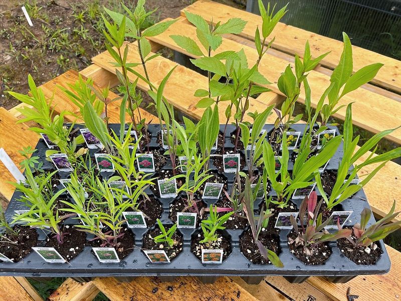 Eastern And Southern Upper Peninsula, Plus Milder Upper Peninsula Shorelines