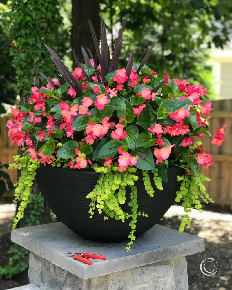 Begonia Keeps Color Going In Shaded Pots