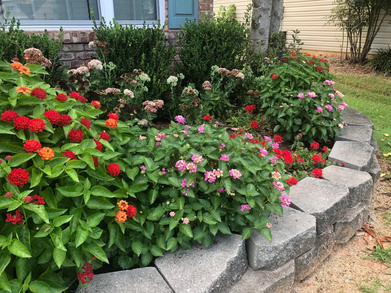 Lantana And Verbena