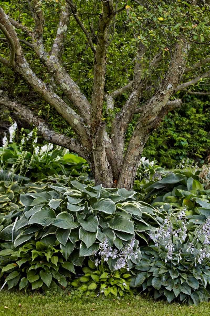 Hostas Add Lush Leaves And Shade Appeal