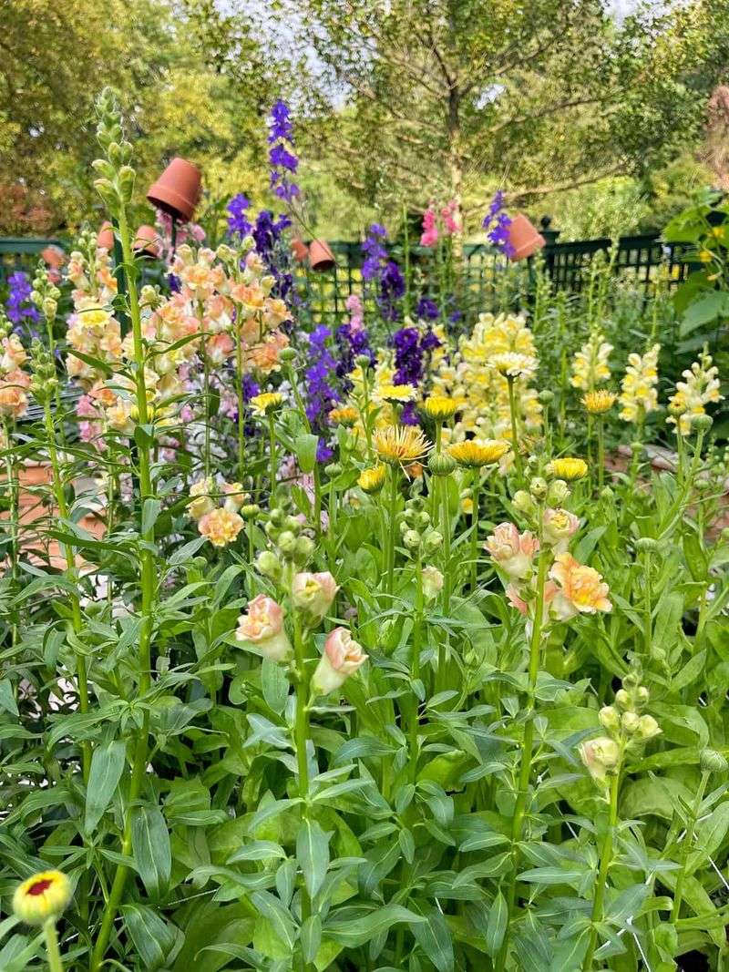 Snapdragons Stretch Spring Color A Little Longer