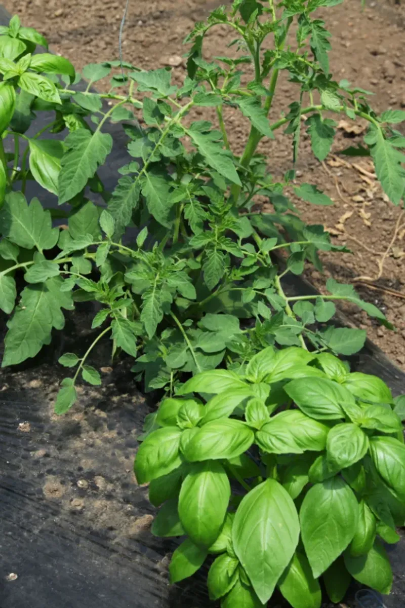 Tomatoes (Solanum Lycopersicum) And Basil (Ocimum Basilicum)