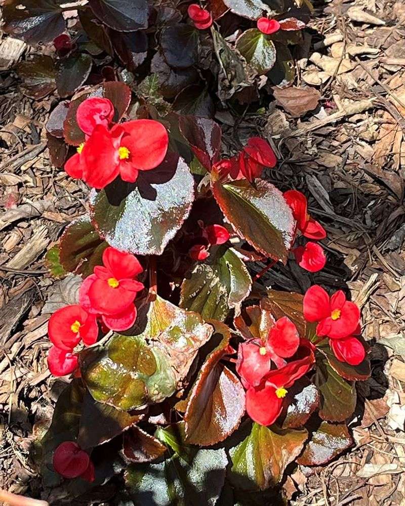 Wax Begonias Handle Some Sun But Still Prefer Shade In Heat