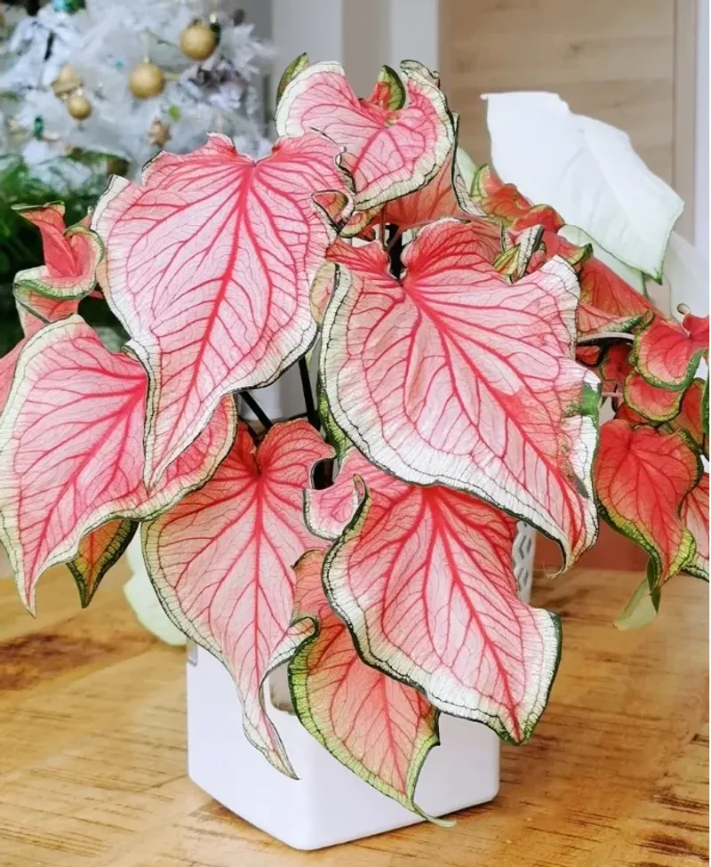 Caladium Brightens Containers In Low Light