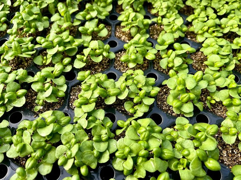 Basil That Takes Off In Warm Weather