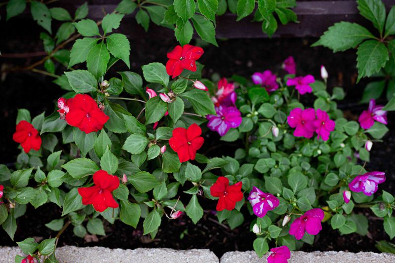 Impatiens Stay Lush With A Quick Pinch