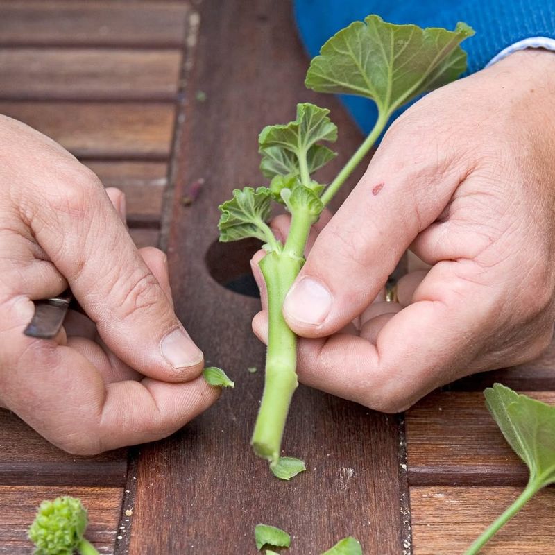 Geranium Roots Well From Healthy Stem Cuttings Geranium Roots Well From Healthy Stem Cuttings