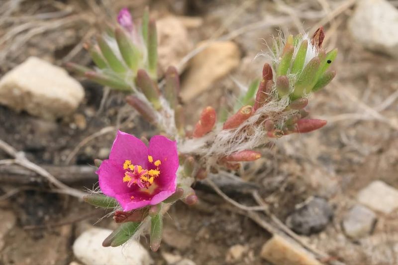 Portulaca Reestablishes From Broken Pieces In Heat