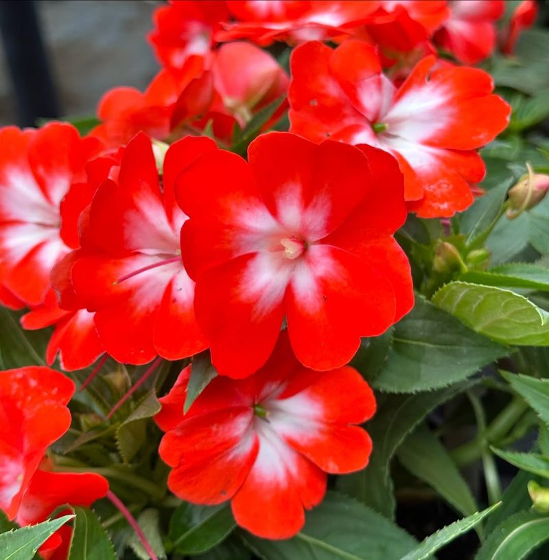 Impatiens Lighting Up Shady Spots With Ease