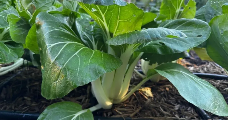 Bok Choy Thriving In Cool, Early Conditions