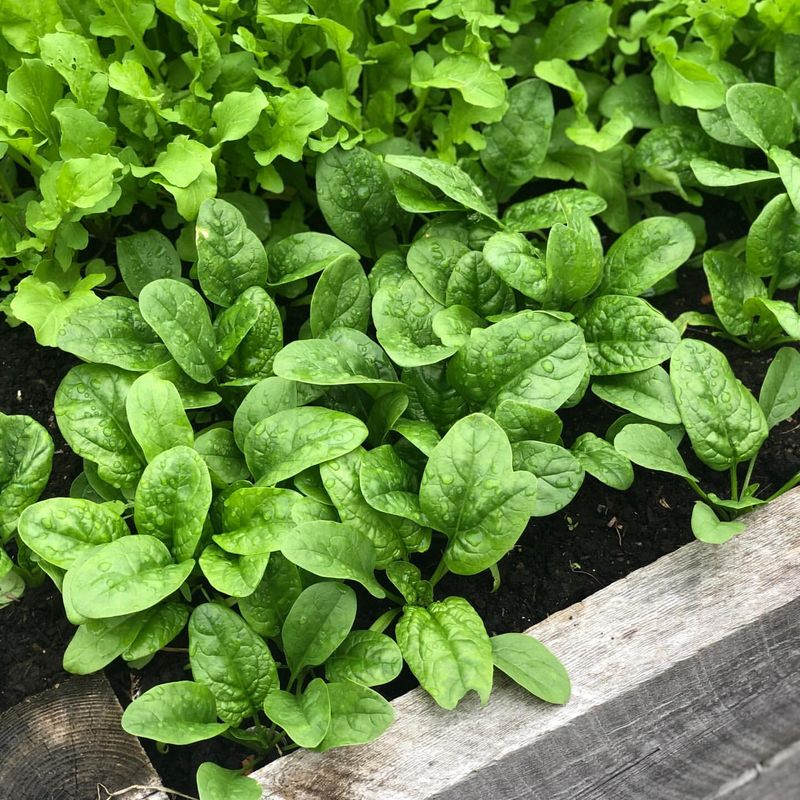 Spinach Growing Fast In Mild Conditions