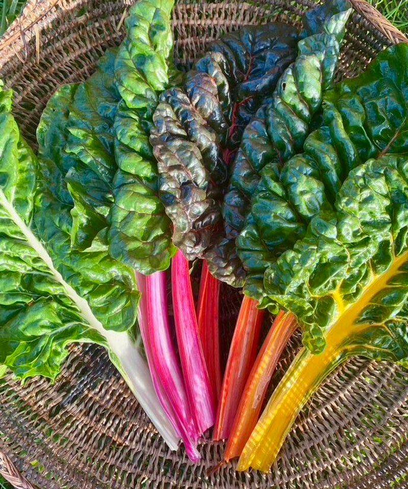 Swiss Chard Adds Color And Harvest In Low Light