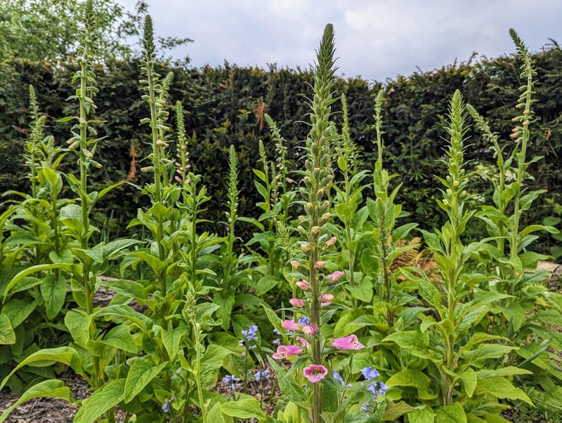 Foxglove