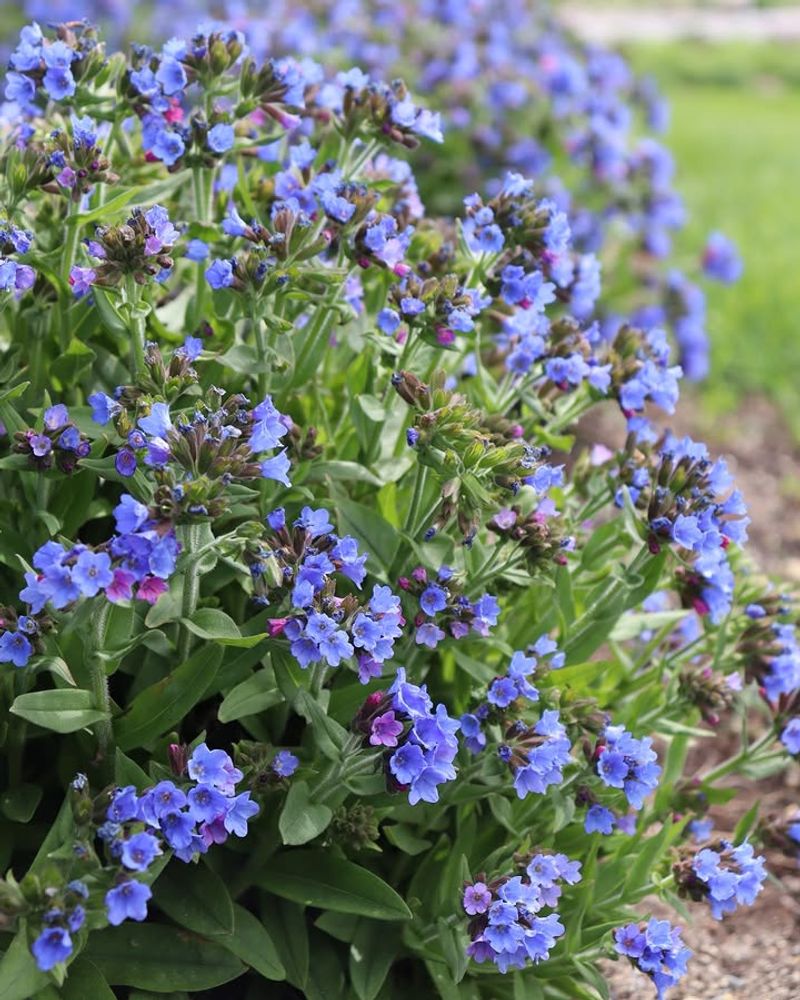 Lungwort