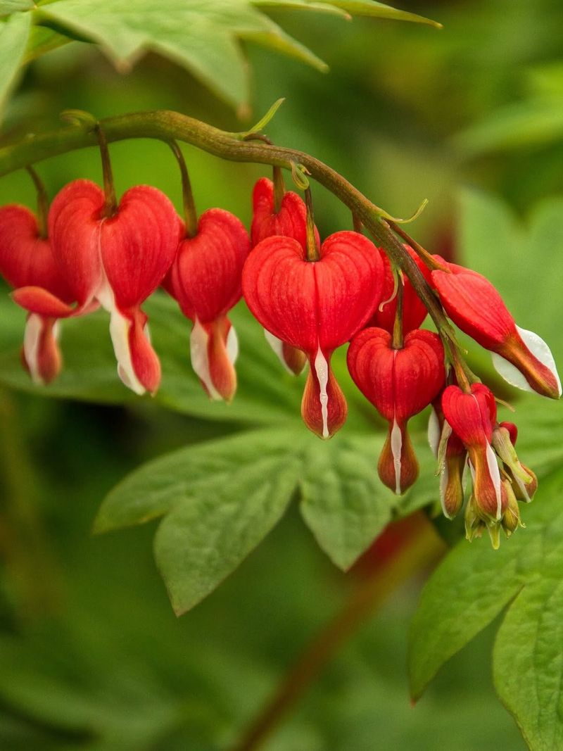 Bleeding Heart