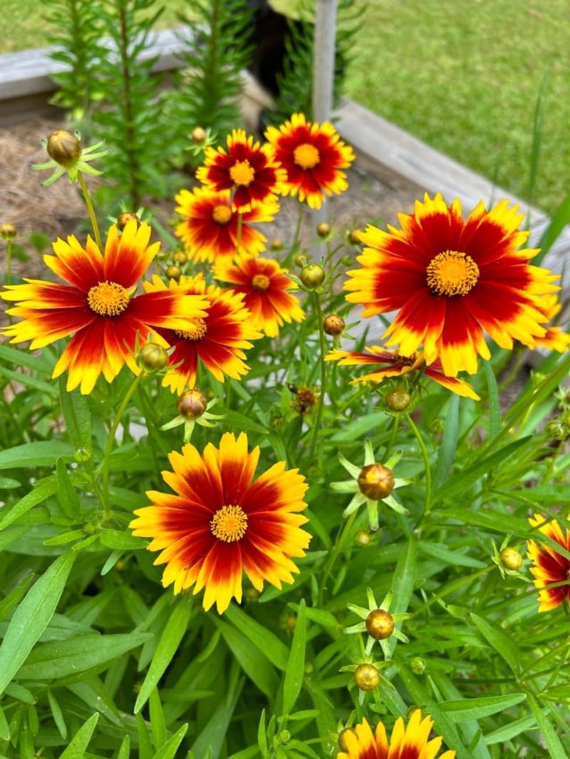 Coreopsis And Blanket Flower Brighten Late Spring Beds