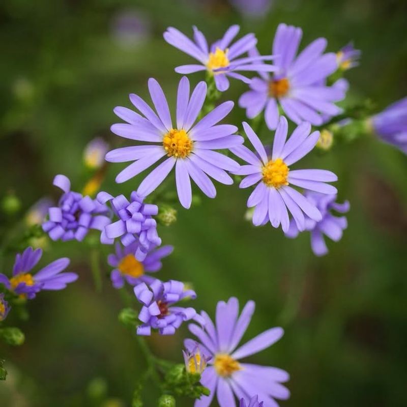 Asters (Symphyotrichum Spp.)