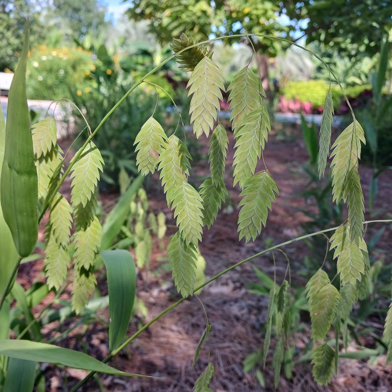 Inland Sea Oats Adding Texture And Movement