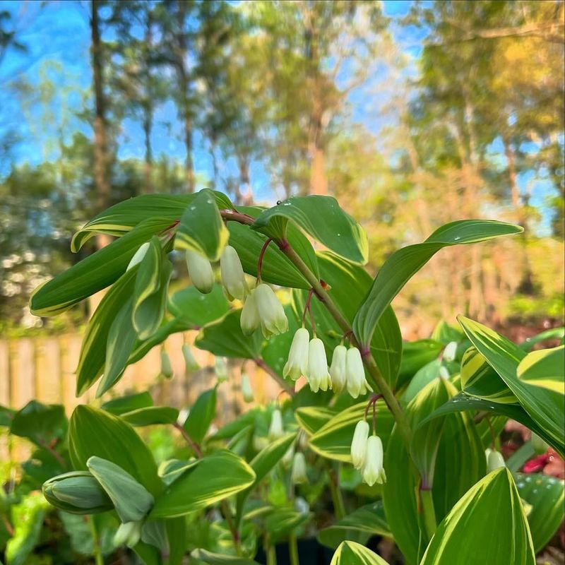 Solomon's Seal Handles Deep Shade Under Trees
