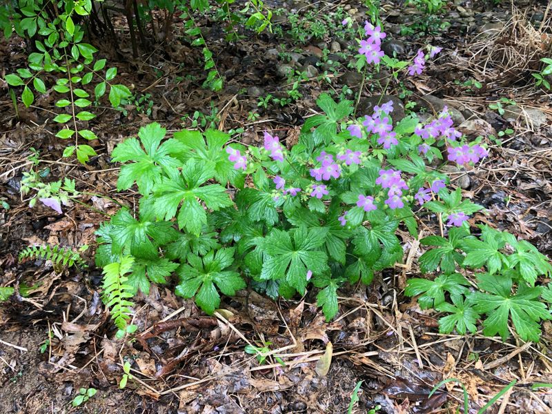 Wild Geranium Fits Naturally Under Tree Canopies