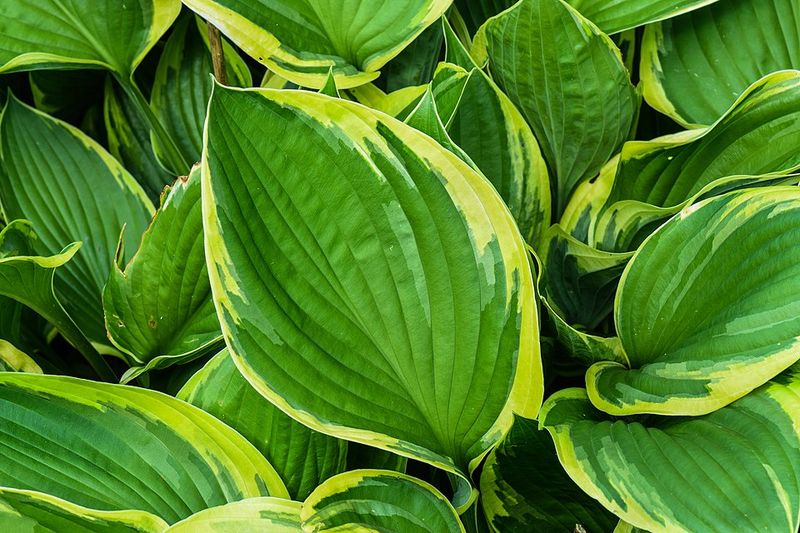 Hosta Fills Shady Spaces With Lush Foliage