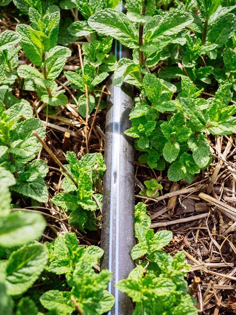 Group Plants With Similar Water Needs Together