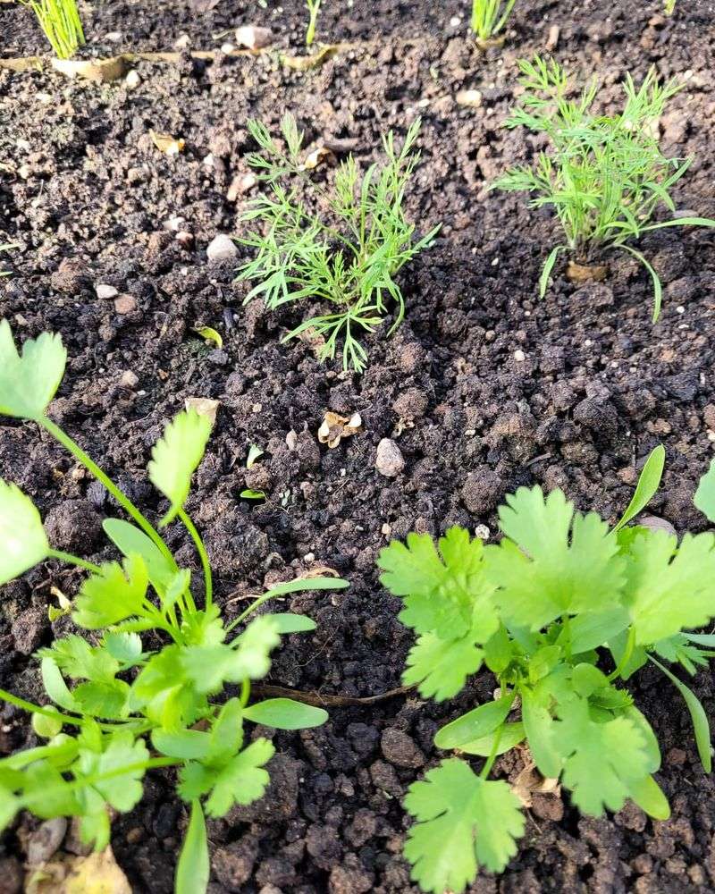 Grow Cilantro With Dill For Cool Season Flavor