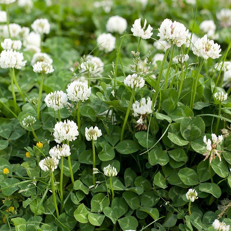 Clover Improves Soil And Helps Retain Moisture