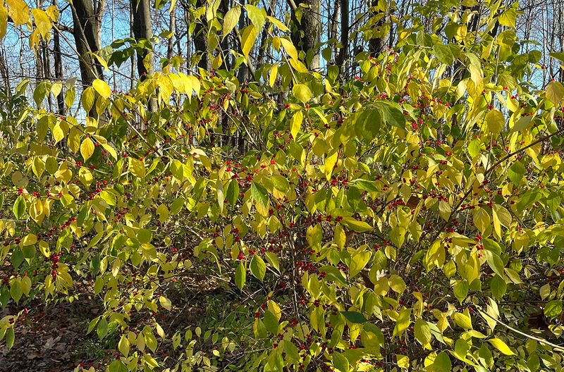Bush Honeysuckle Creates The Cover Ticks Need