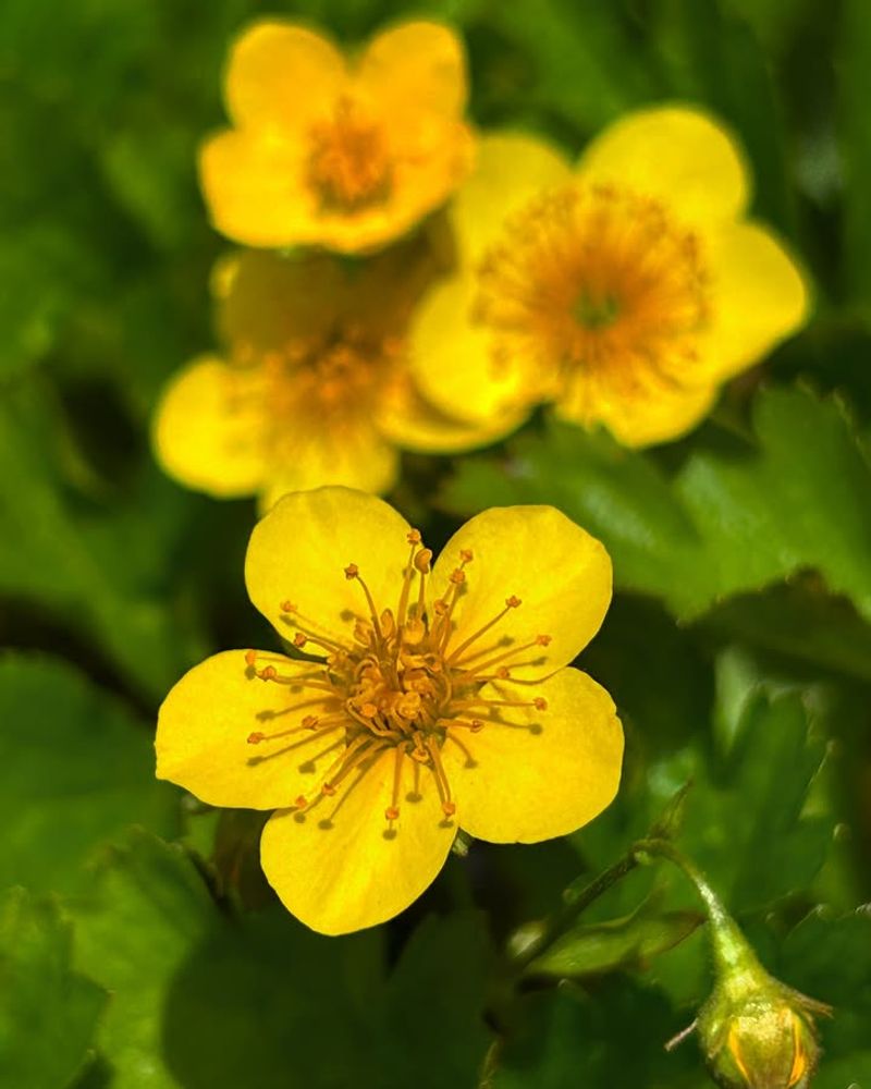Barren Strawberry Spreading As A Charming Groundcover