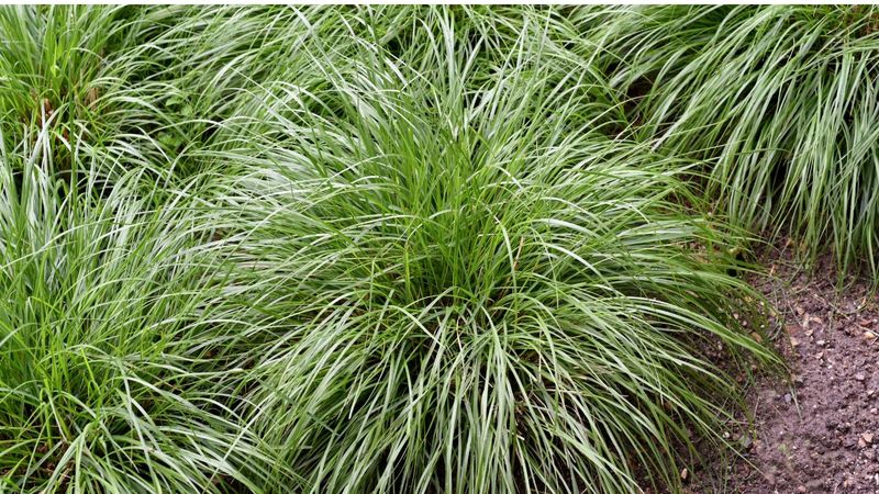 Pennsylvania Sedge Forms A Soft Ground Layer