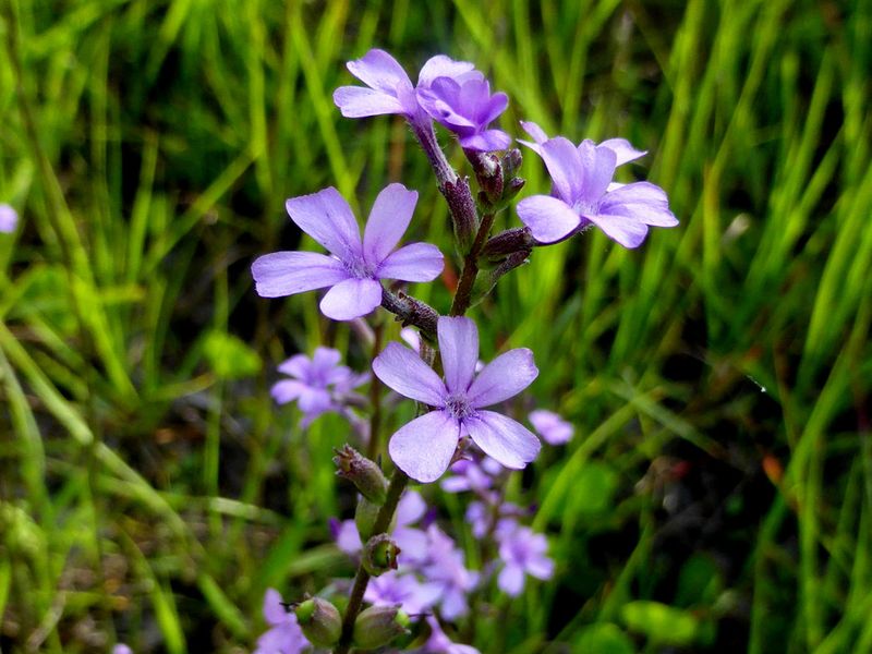 American Bluehearts Thriving In Wet Spaces