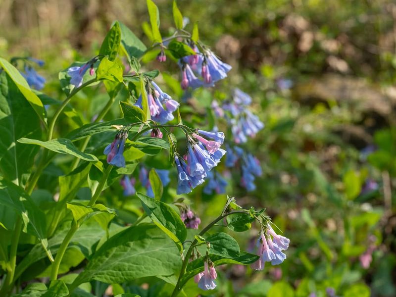 Virginia Bluebells With Soft Spring Color